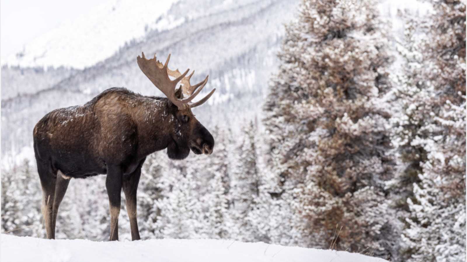 A moose in snow in Jasper Canada