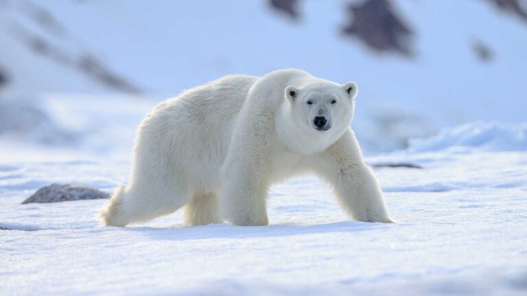 Polar Bear (Ursus maritimus),