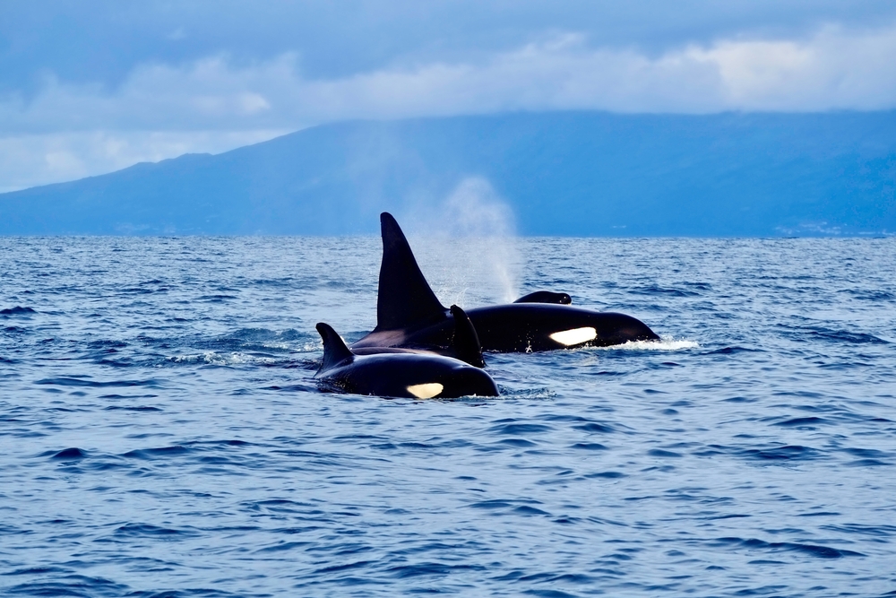 Two Orca whales